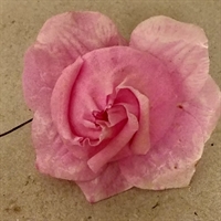 pink vokset papir rose kunstig blomst Tyskland gamle blomster